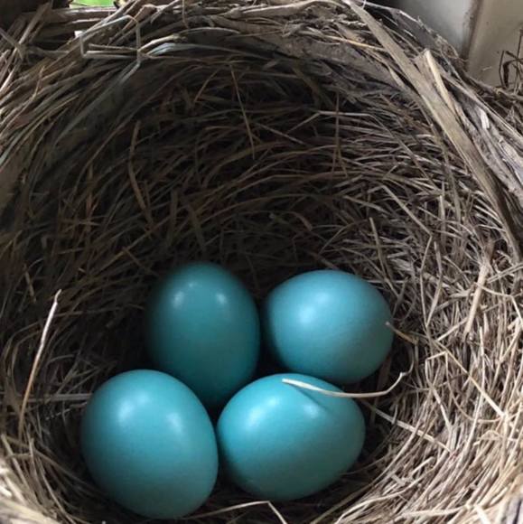 Meet your Posher, Robin - Picture 1 of 1